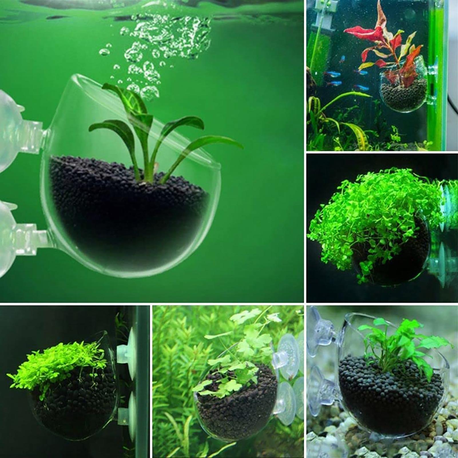 Aquatic Plant Pot Acrylic Aqua - Plant Growth Regulator recension och pris