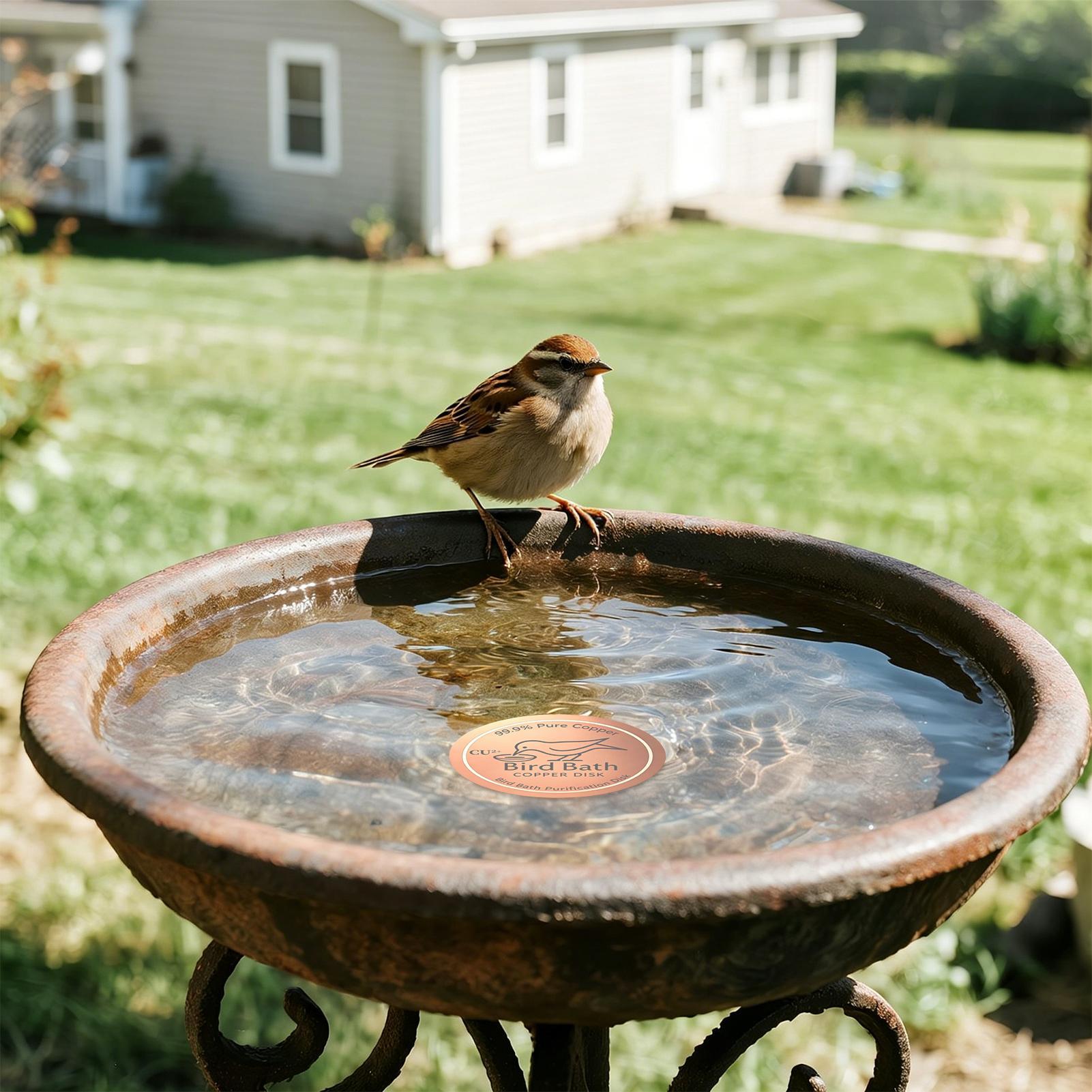 Bird Bath Copper Disc 0.6mm Th - Farming A recension och pris